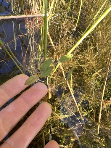 Snailseed pondweed (Potamogeton bicupulatus)