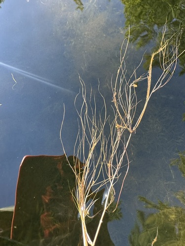 Snailseed pondweed (Potamogeton bicupulatus)