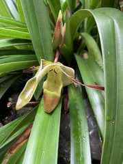 Phragmipedium