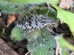 Ithycerus noveboracensis
