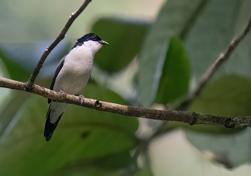 iNaturalist image