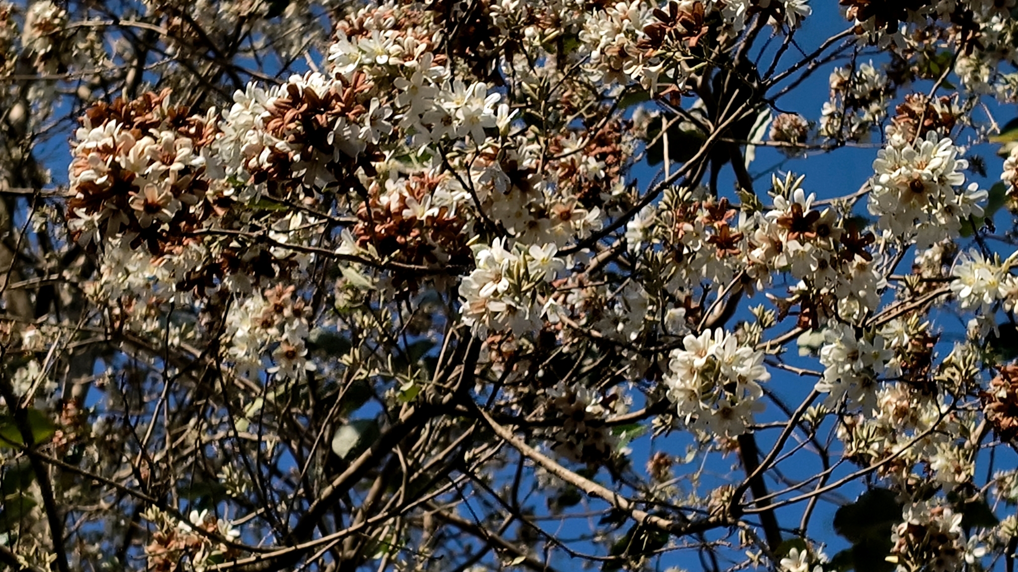 Cordia trichotoma