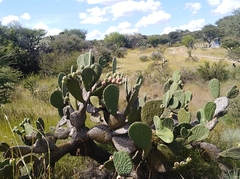 Opuntia hyptiacantha