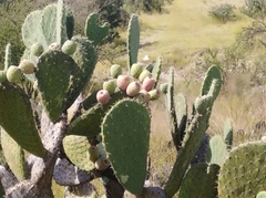 Opuntia hyptiacantha