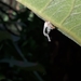 Cladonota gracilis - Photo (c) eduardo_rex, algunos derechos reservados (CC BY-NC), subido por eduardo_rex