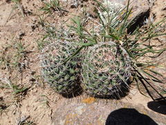 Coryphantha clavata clavata