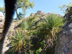 Dasylirion acrotrichum