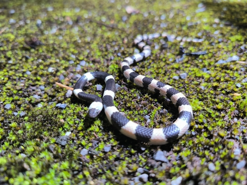 Sichuan Wolf Snake