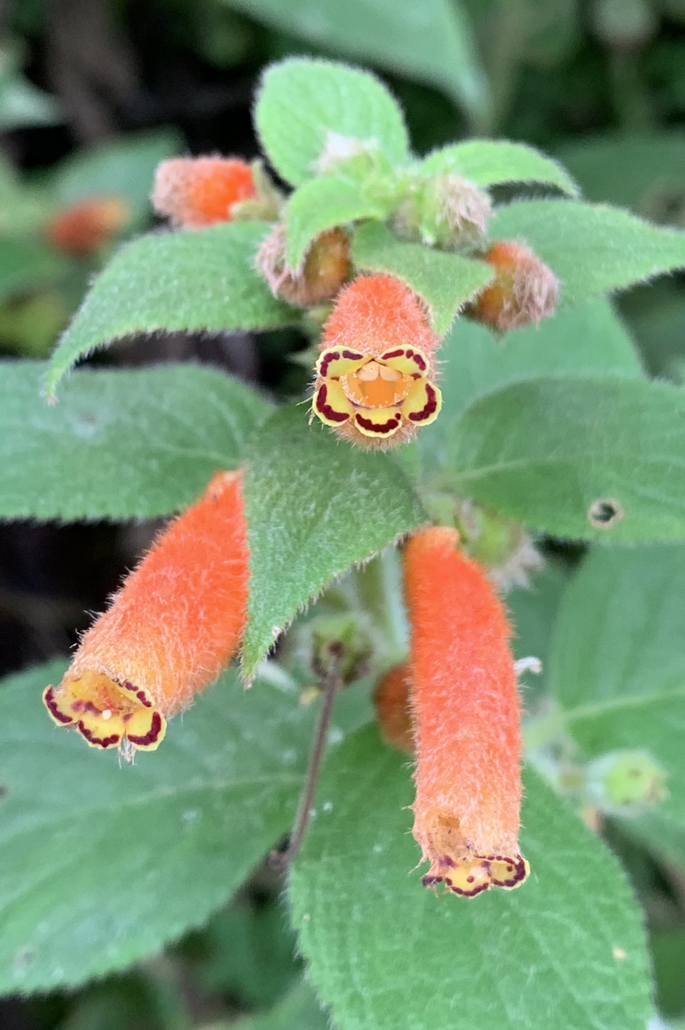 Kohleria tubiflora