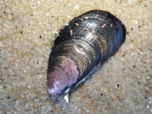 Brachidontes darwinianus, 2025-08-23