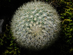 Mammillaria densispina