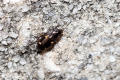 Tetragonoderus laevigatus