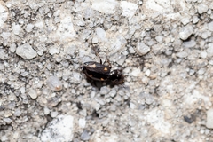 Tetragonoderus laevigatus