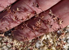 Centrostegia thurberi