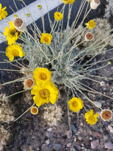 Baileya multiradiata