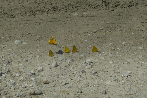 Orange Sulphur