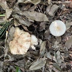 Fungi
