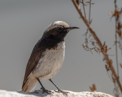 Oenanthe lugubris schalowi
