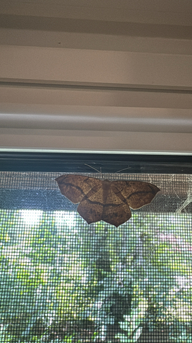 Large Maple Spanworm Moth