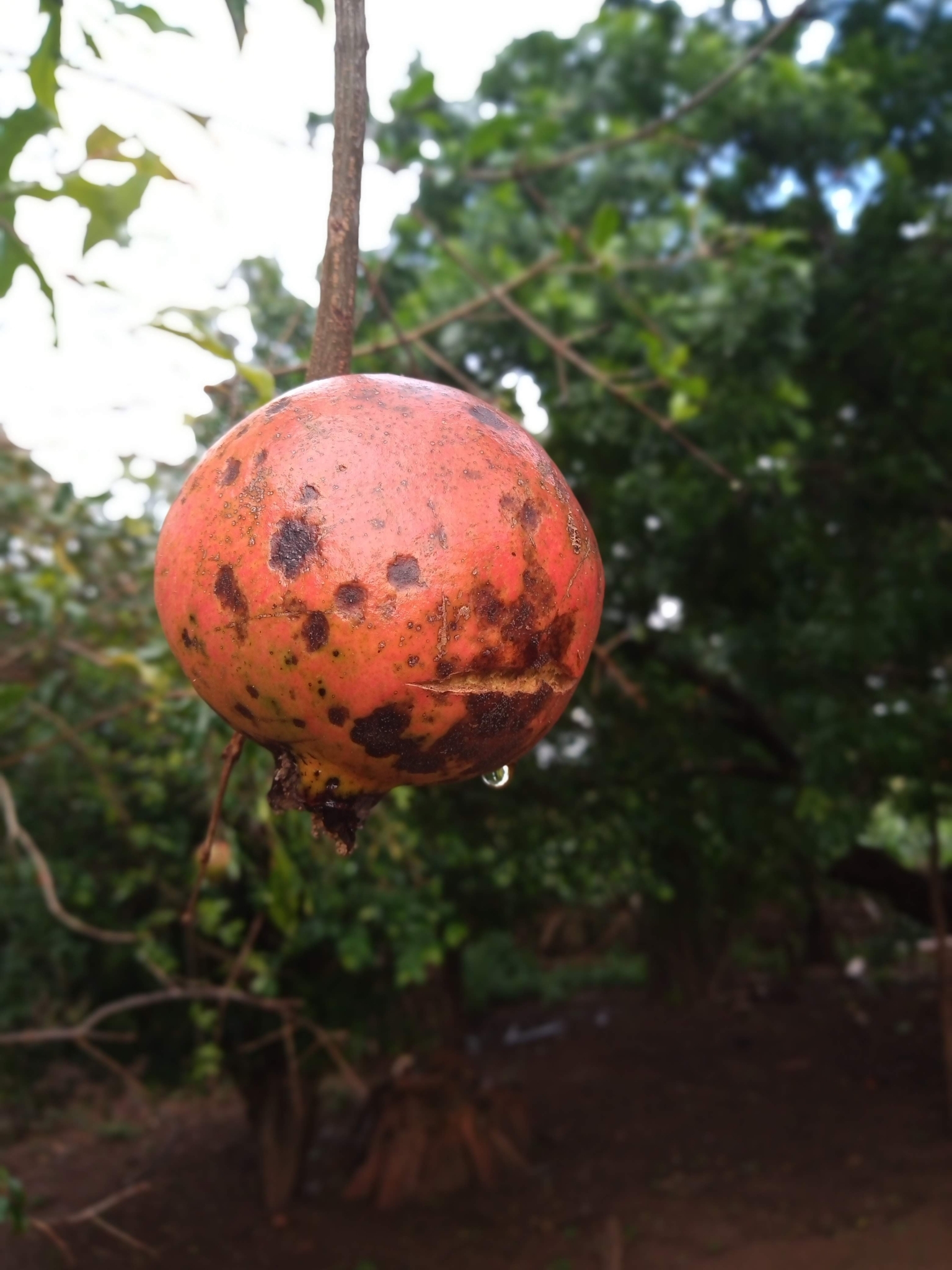 Punica granatum