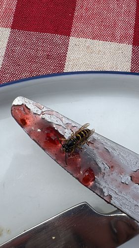 American Yellowjacket