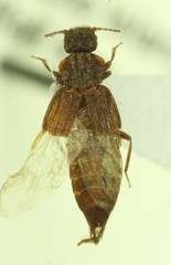 Nanobius serricollis