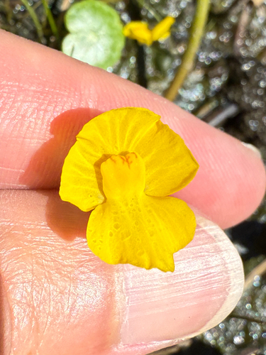 Striped Bladderwort (Utricularia striata)