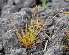Bulbostylis capillaris
