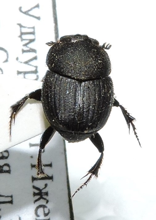 Onthophagus semicornis