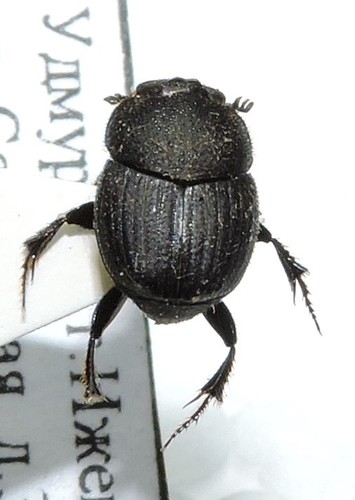 Onthophagus semicornis