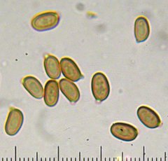 Agaricus subrufescentoides