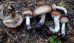 Agaricus subrufescentoides