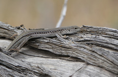 Ctenotus