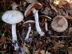 Agaricus buckmacadooi