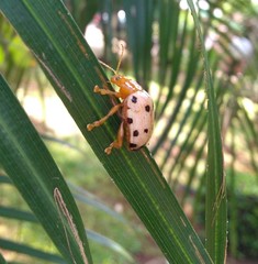Podontia quatuordecimpunctata