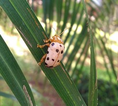 Podontia quatuordecimpunctata