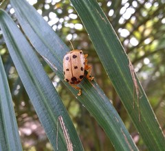 Podontia quatuordecimpunctata
