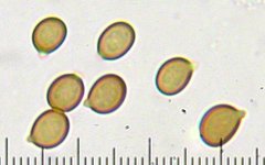 Agaricus buckmacadooi