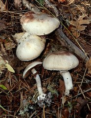 Agaricus buckmacadooi