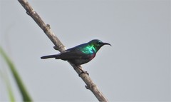 Cinnyris bifasciatus microrhynchus