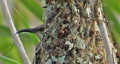 Cinnyris bifasciatus microrhynchus