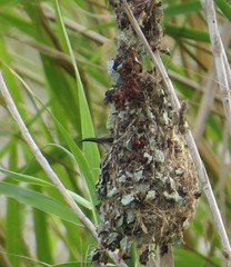 Cinnyris bifasciatus microrhynchus