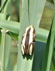 Afrixalus fornasini