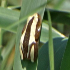 Afrixalus fornasini