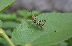 Orthoptera