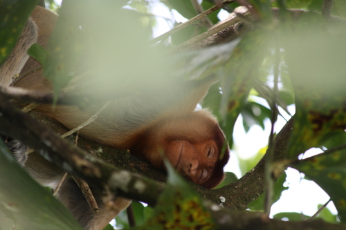 Proboscis Monkey (Nasalis larvatus)