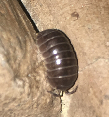 Armadillidium vulgare