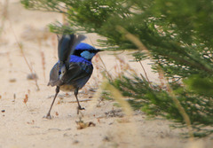 Malurus splendens melanotus