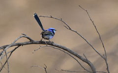 Malurus splendens melanotus