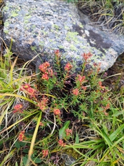 Rhodiola quadrifida